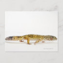Buscar lagarto postales Animales