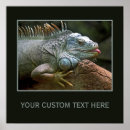 Buscar iguana posters Lagarto