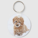 Buscar el goldendoodle llaveros Mezcla raza