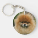 Buscar pomeranian accesorios Dwarf spitz