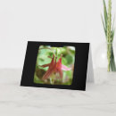 Buscar columbine tarjetas Fotografía