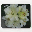 Buscar los lillies Floral