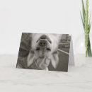 Buscar caída adentro allí tarjetas Divertido
