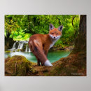 Buscar tímido posters Animales