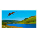 Buscar buzzard arte Animal