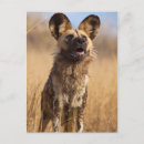 Buscar perro salvaje africano postales Safari