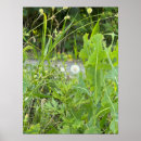 Buscar diente de león posters Fotografía