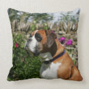 Buscar perros del boxeador cojines Sacudida y pam langrish