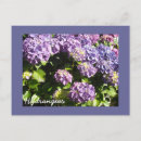 Buscar hortensias postales Planta