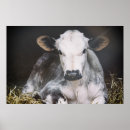 Buscar granero posters Vacas