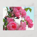 Buscar rosaleda postales Rosas