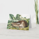 Buscar liebres tarjetas Conejo