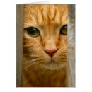 Buscar gato de tom postales Tabby