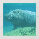 Buscar hipopótamo invitaciones Vida silvestre