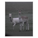 Buscar reino animal posters Naturaleza