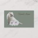 Buscar pomeranian Perrito