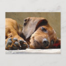 Buscar teckel postales Perro