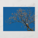 Buscar árbol de tulipán postales Para todos