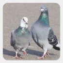 Buscar dos palomas Pájaro