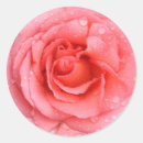 Buscar gotas de agua pegatinas Rosa