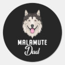 Buscar alaskan malamute pegatinas Malamuta