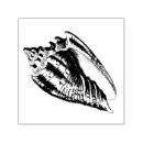 Buscar concha manualidades 7 º concha