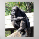 Buscar chimpancé posters Zoológico