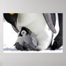 Buscar emperadores posters Pingüino
