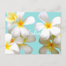Buscar plumeria postales Blanco