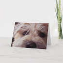 Buscar cara del perro tarjetas Perrito
