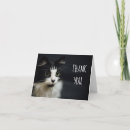Buscar pequeño gato blanco tarjetas 9 º gata