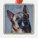 Buscar malinois belgas adornos Perrito