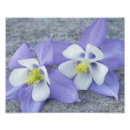Buscar aquilegia posters Naturaleza