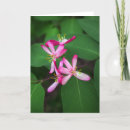 Buscar madreselva tarjetas Rosa