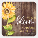 Buscar sunflower cuadradas pegatinas Girasol