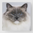 Buscar amantes naturaleza de relojes de pared Gato