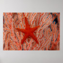 Buscar pescados posters Estrellas de mar