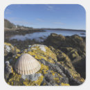Buscar cáscara del mar pegatinas Seashell