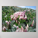 Buscar alpino posters Flores