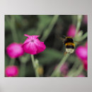 Buscar coronaria posters Naturaleza