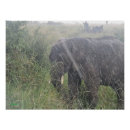 Buscar elefante posters Naturaleza