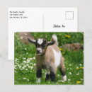 Buscar enanos postales Animal