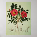 Buscar rugosa posters Rosa
