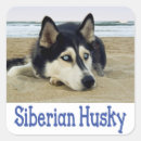 Buscar husky siberiano pegatinas Perros