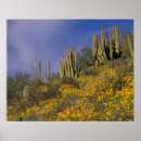 Buscar órgano posters Arizona