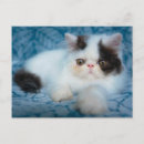 Buscar animales domésticos mascotas postales Lindo