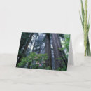 Buscar judy tarjetas Bosque