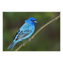 Buscar cyanea Fauna