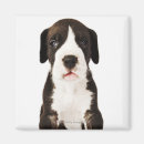 Buscar great dane imanes Vertical