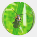 Buscar iluminación pegatinas Naturaleza